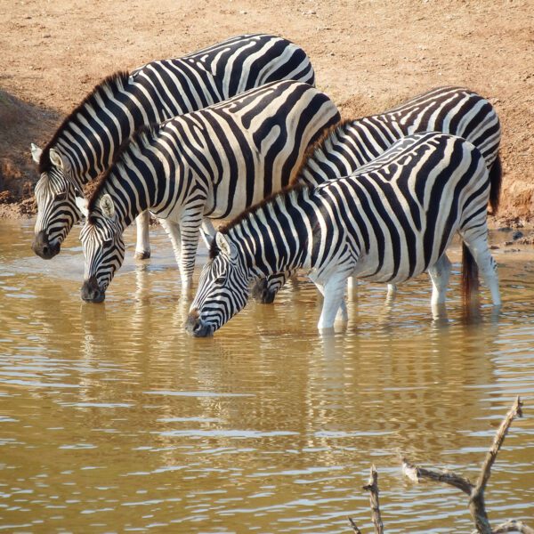 Kruger National Park - 2 Nights - Image 3